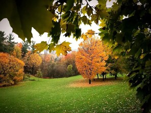Escape to a serene park setting surrounded by vibrant autumn foliage.