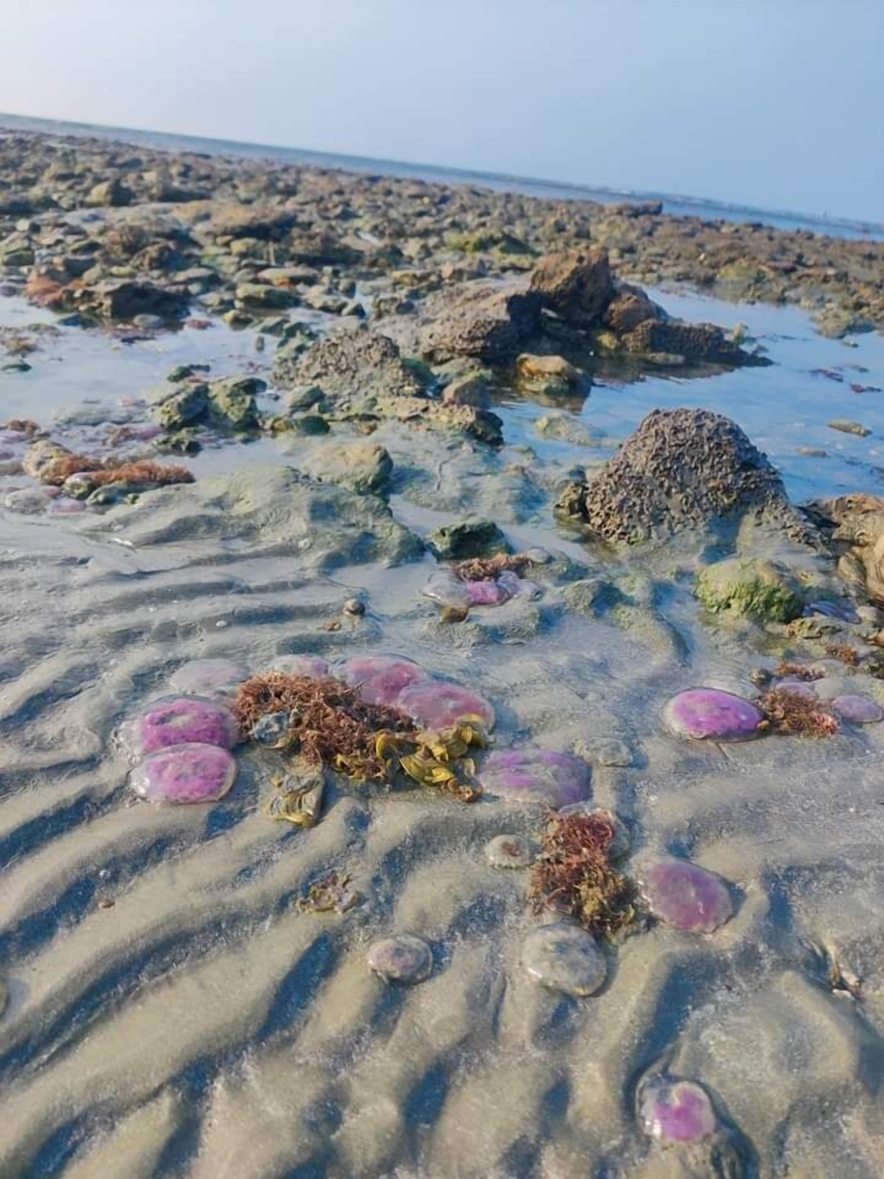 A rocky beach with clear water and seaweed.