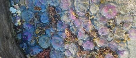 A close-up of a natural formation with variously colored translucent objects clustered together.