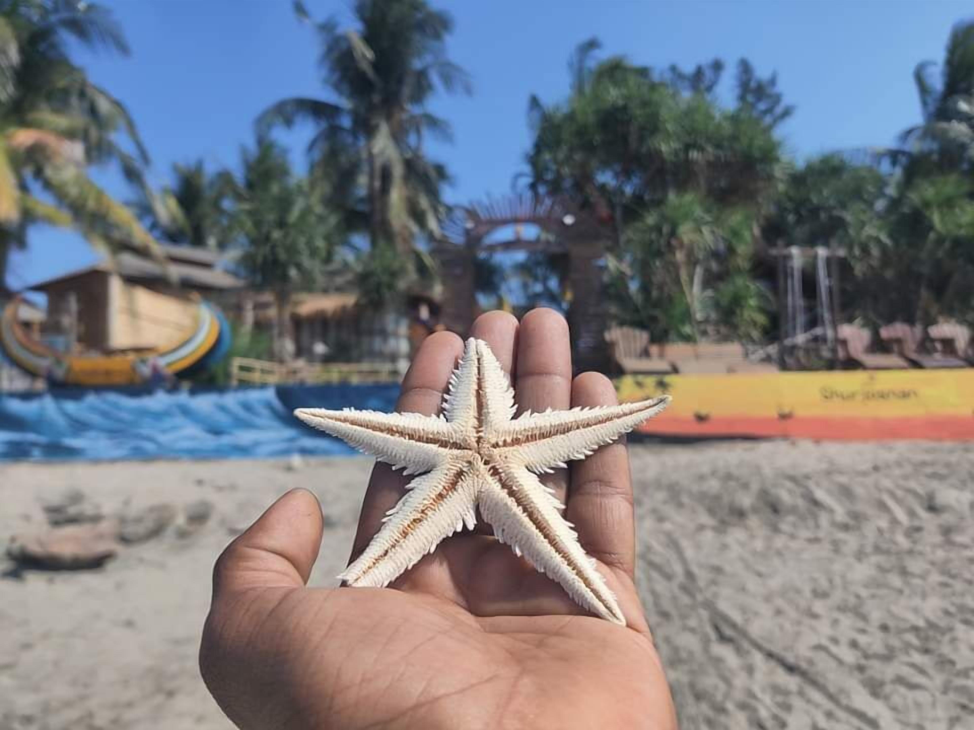 Una mano che tiene una stella marina su una spiaggia, con palme e una barca sullo sfondo.