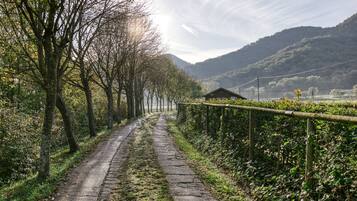 A rural road flanked by trees and a fence, leading to a small building.
