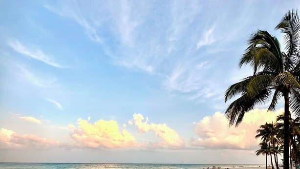 A beach with a palm tree and footprints in the sand. - Newly renovated apartment with ocean views, steps from the beach and Boardwalk! (Hollywood)