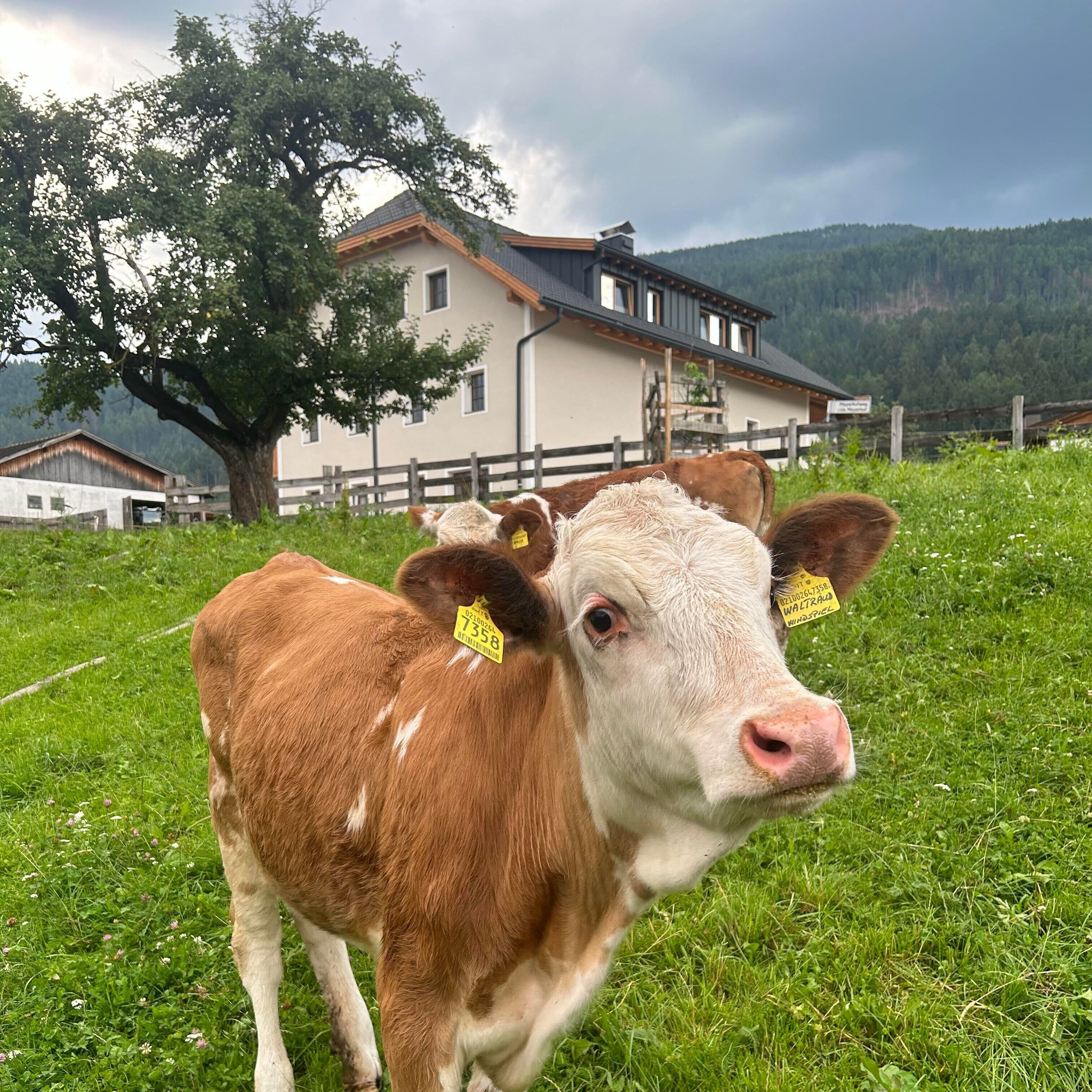 Une vache dans un champ verdoyant, avec une maison en arrière-plan.