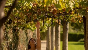 A pathway lined with stone columns and a person standing under a vine-covered structure. - Holiday Home 'Casa Da Cerca' with Mountain View, Wi-Fi and Air Conditioning (Sortelha)