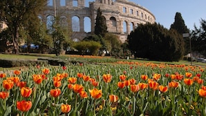 A garden with orange tulips and a historic building in the background.