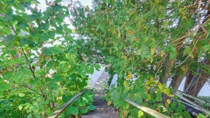A wooden staircase surrounded by lush greenery and trees. - Walk to Water: Lake House in Suring! (Suring)