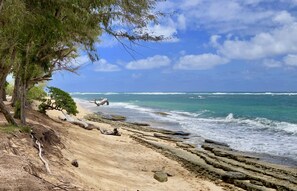 Une plage avec un ciel dégagé, des vagues sur l’océan et un arbre sur la gauche.