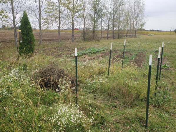 Property grounds - Charming campground in Belle Center with WiFi access (Belle Center)