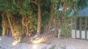 A natural outdoor area with trees, a wooden structure, and a gravel path. - 1 bedroom accommodation in Bishopsteignton (Bishopsteignton)