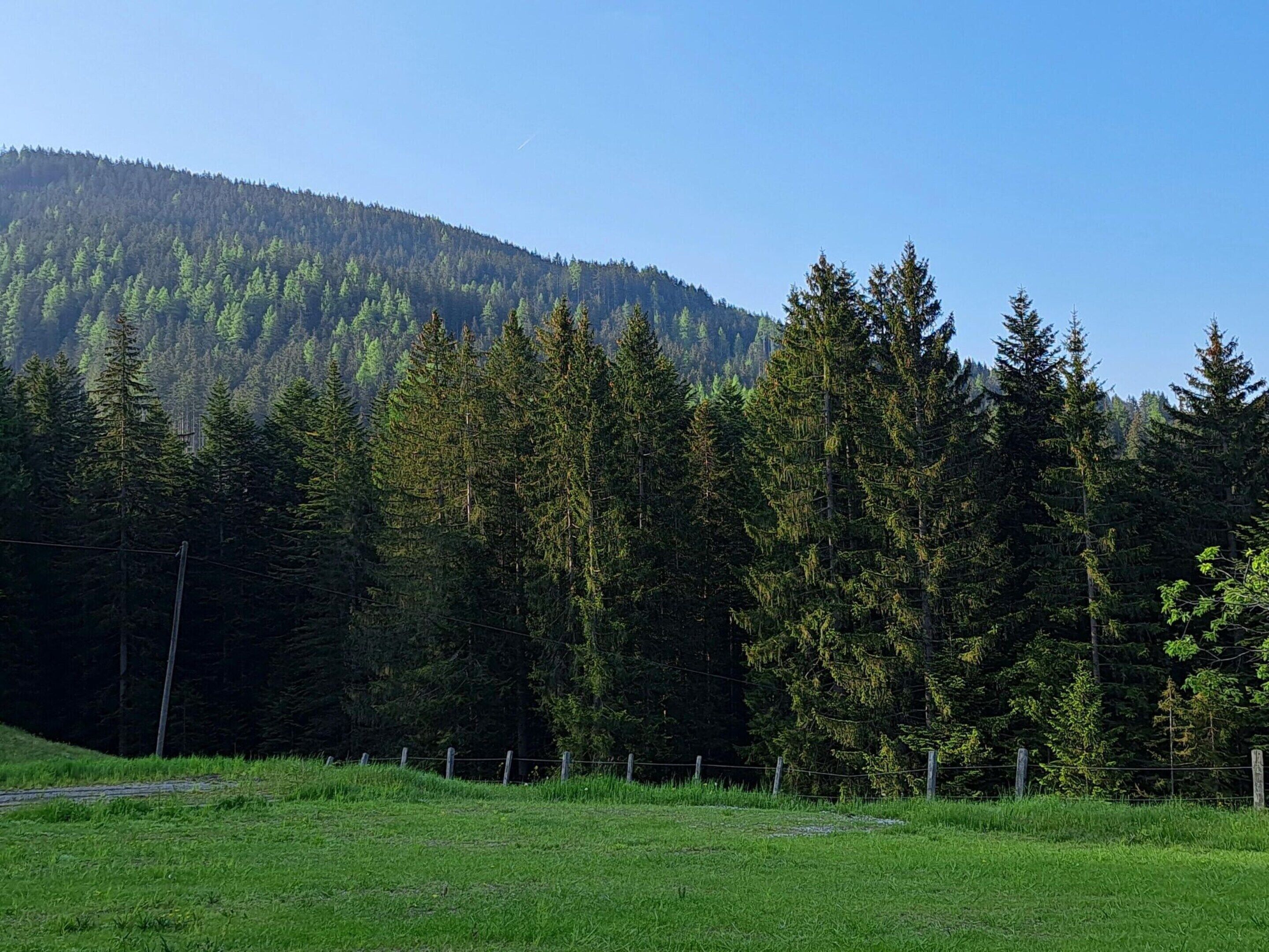 A grassy field with a fence and a forested mountain in the background.