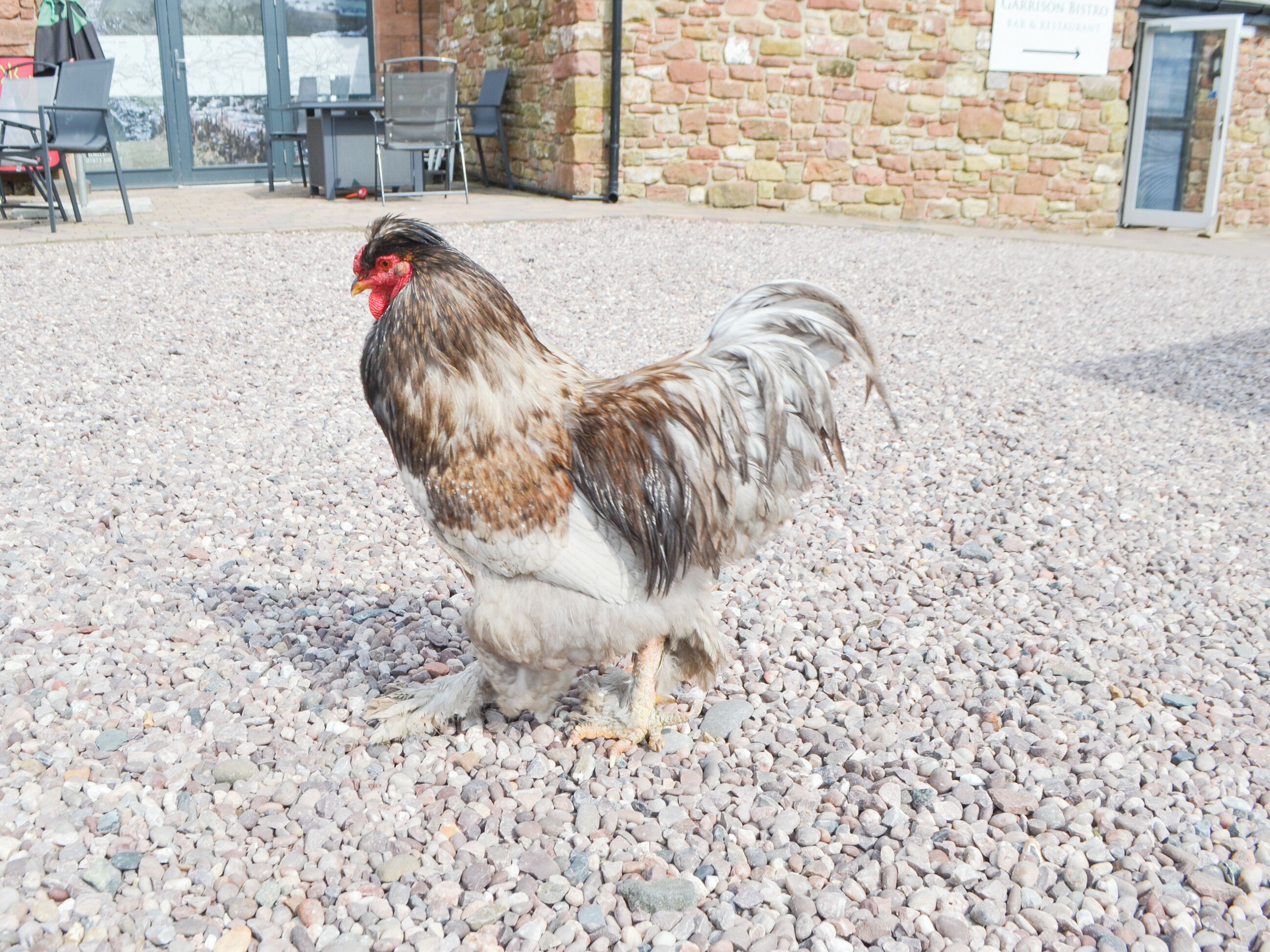 A rooster standing on a gravel surface with a stone building and outdoor seating in the background.