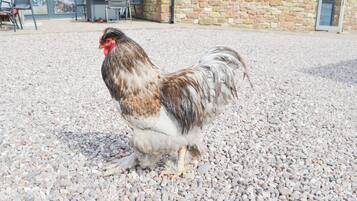 A rooster standing on a gravel surface with a stone building and outdoor seating in the background.