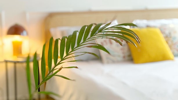 Ein ordentlich bezogenes Bett mit einem weiß-gelben Kissen, ein kleiner Nachttisch mit Lampe und eine Pflanze mit grünen Blättern.