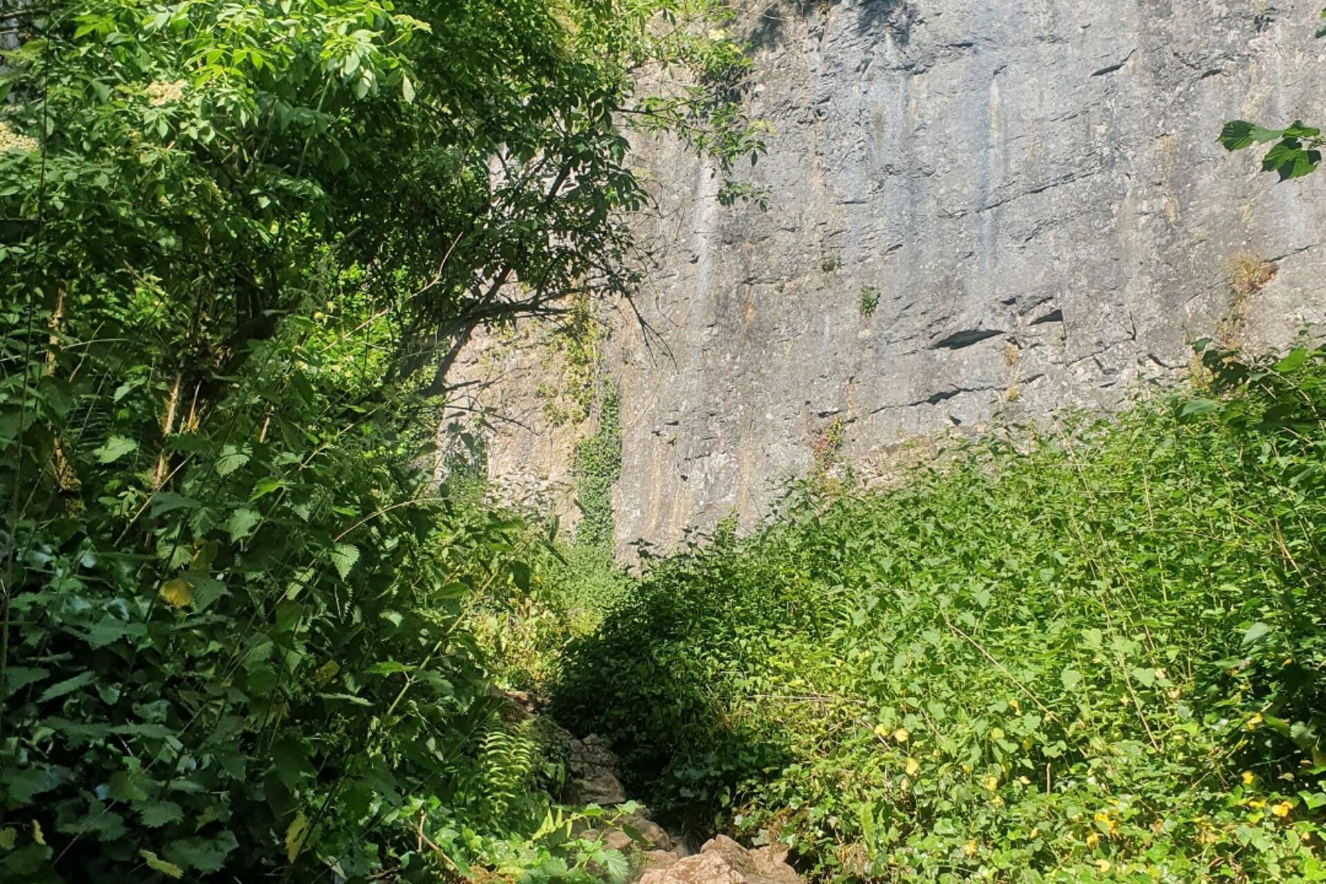 Un sendero estrecho bordeado por densa vegetación verde que conduce a un risco rocoso.