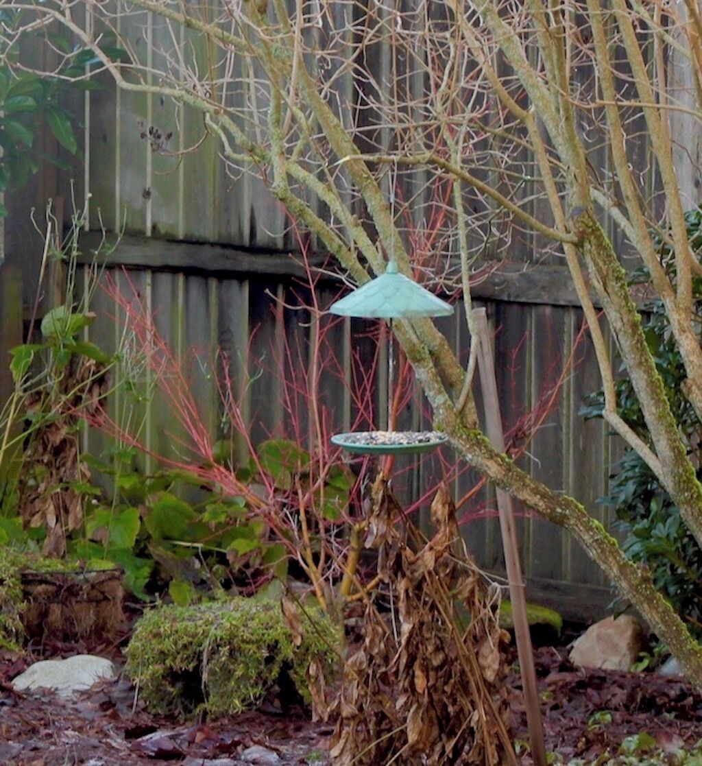Un comedero para pájaros en un árbol en un jardín con una valla de madera al fondo.