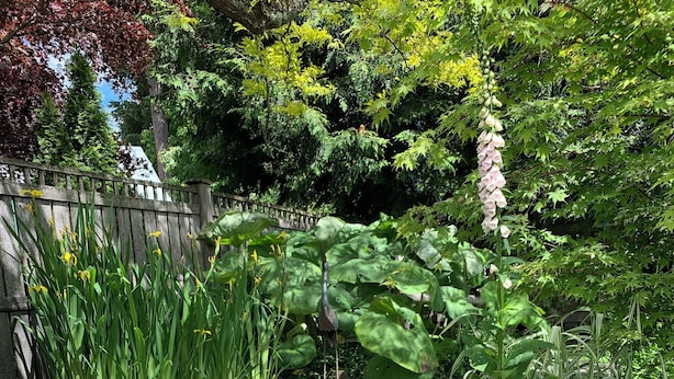 A stone pathway leading through a garden with various plants and a wooden fence in the background. - Traveller's Sanctuary in Supernatural BC. for the Outdoor Enthusiast (Comox)