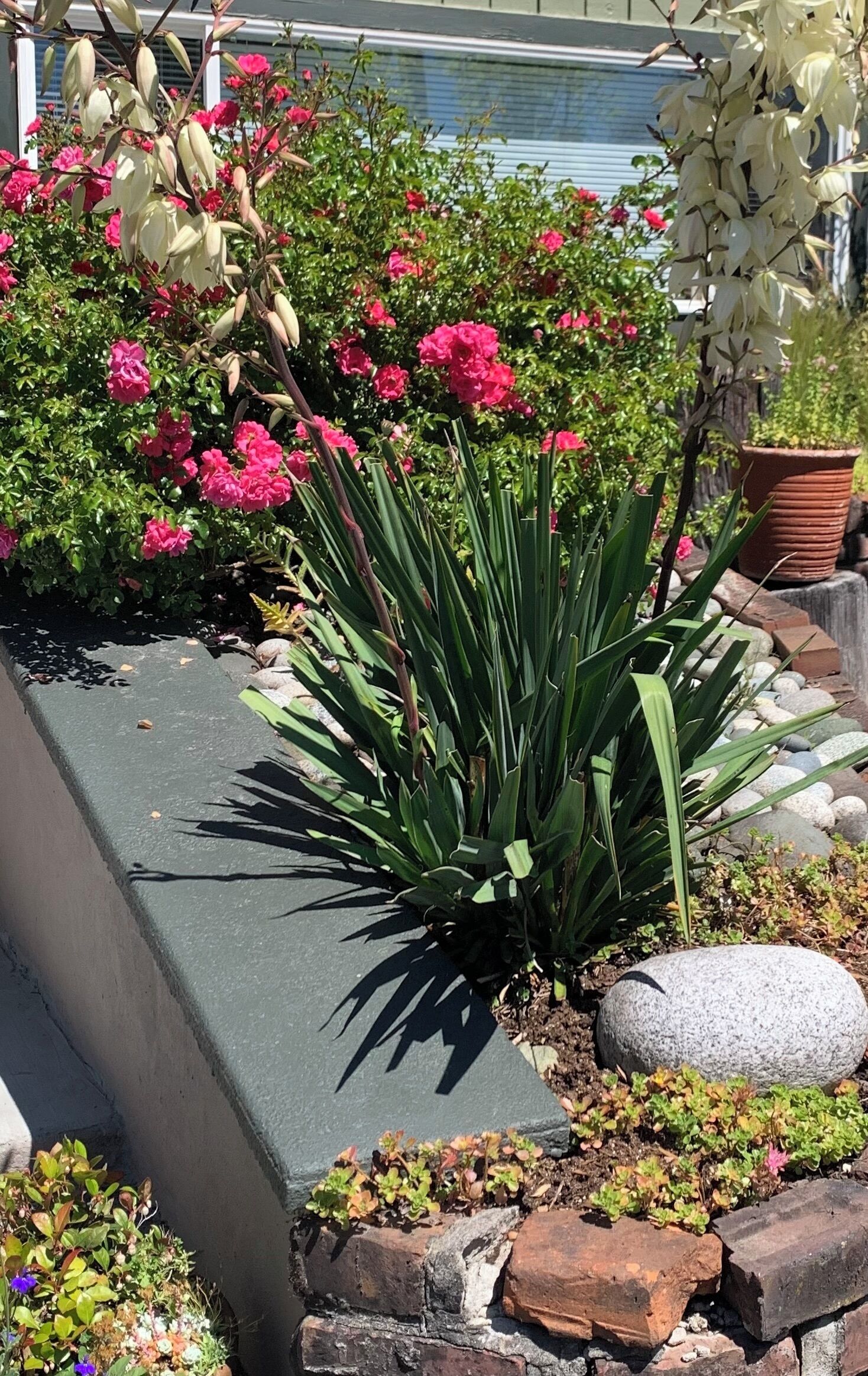 A garden with various plants and flowers, including pink roses and white lilies, in a concrete planter.