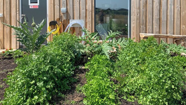 Property grounds - Feltham's Cottage - UK42324 (Horsington Marsh, near Templecombe)