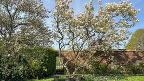 A garden with blooming trees, a brick wall, and a wooden bench.