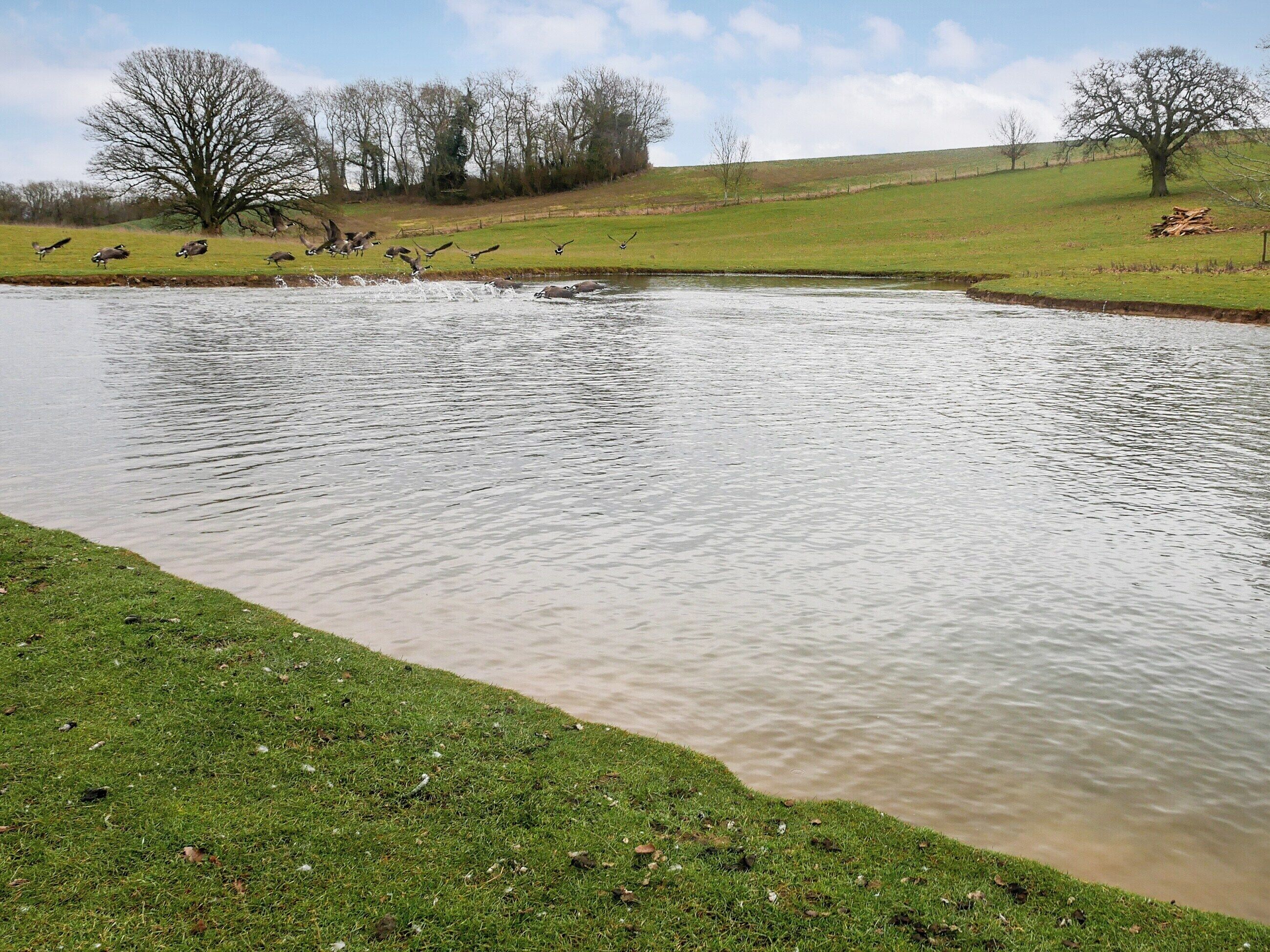A pond with ducks and a grassy area with trees in the background.