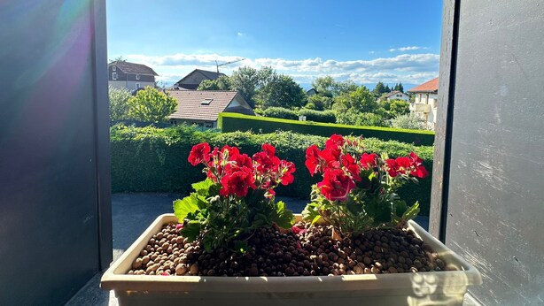 Een potplant met rode bloemen op een balkon, met vrij uitzicht op huizen en groen in de achtergrond.