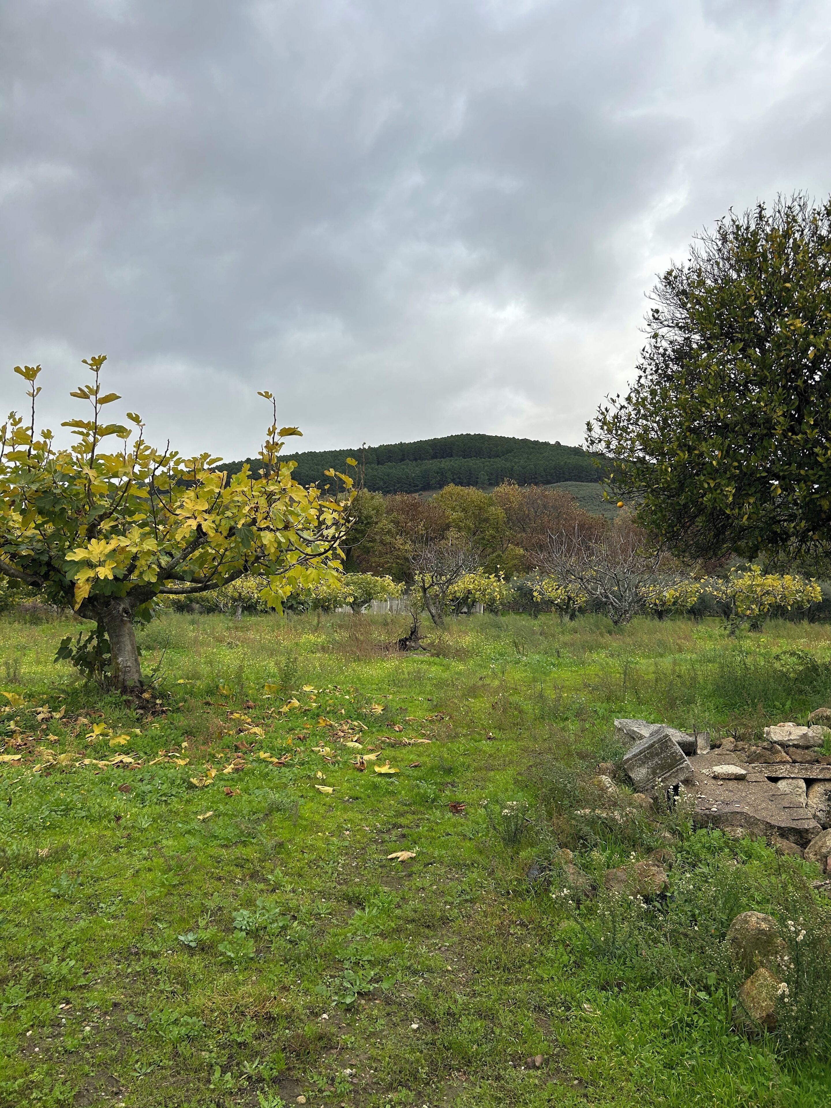 A grassy field with trees and a stone structure.