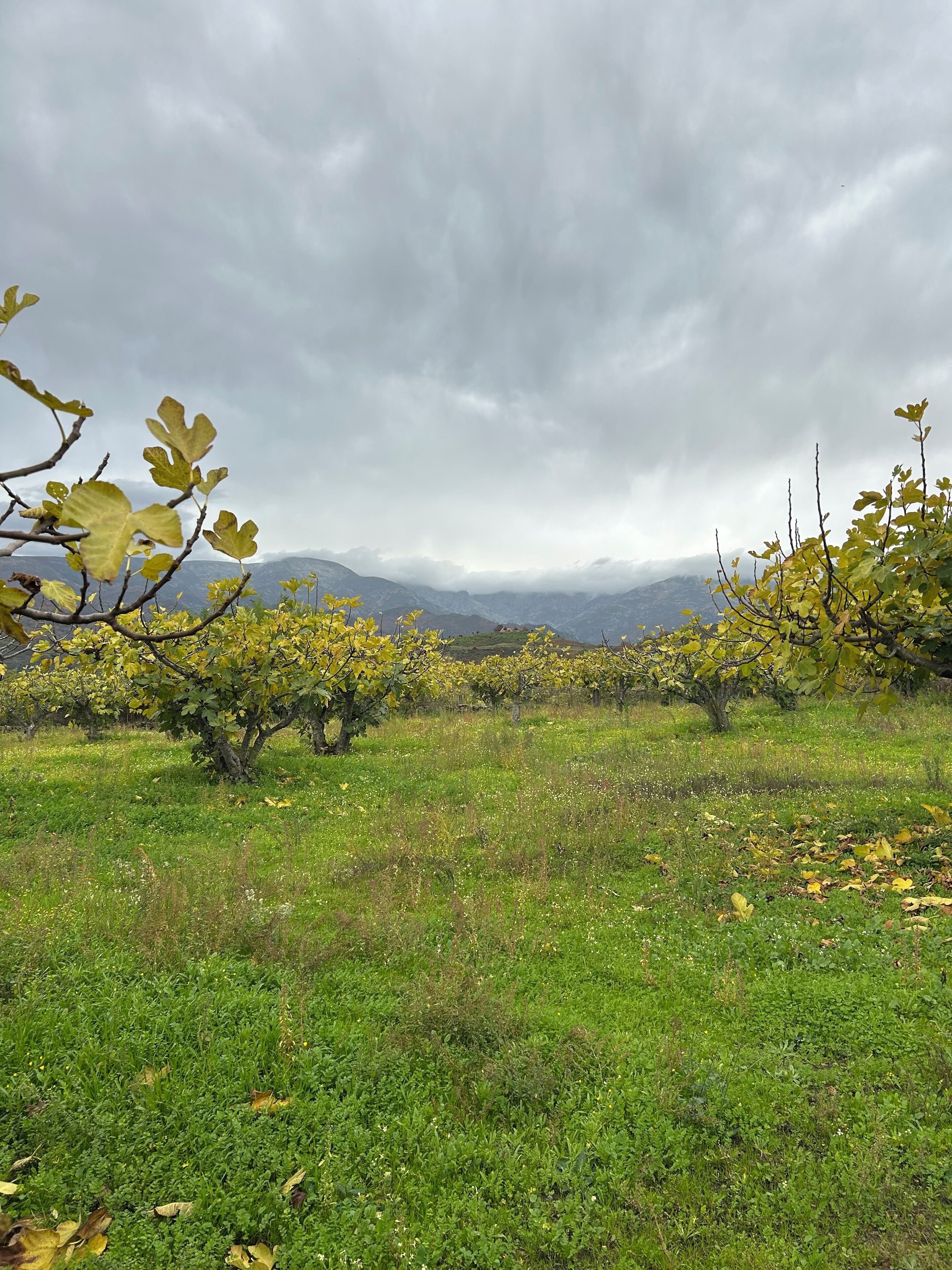 A vineyard with rows of grapevines and a mountainous backdrop.