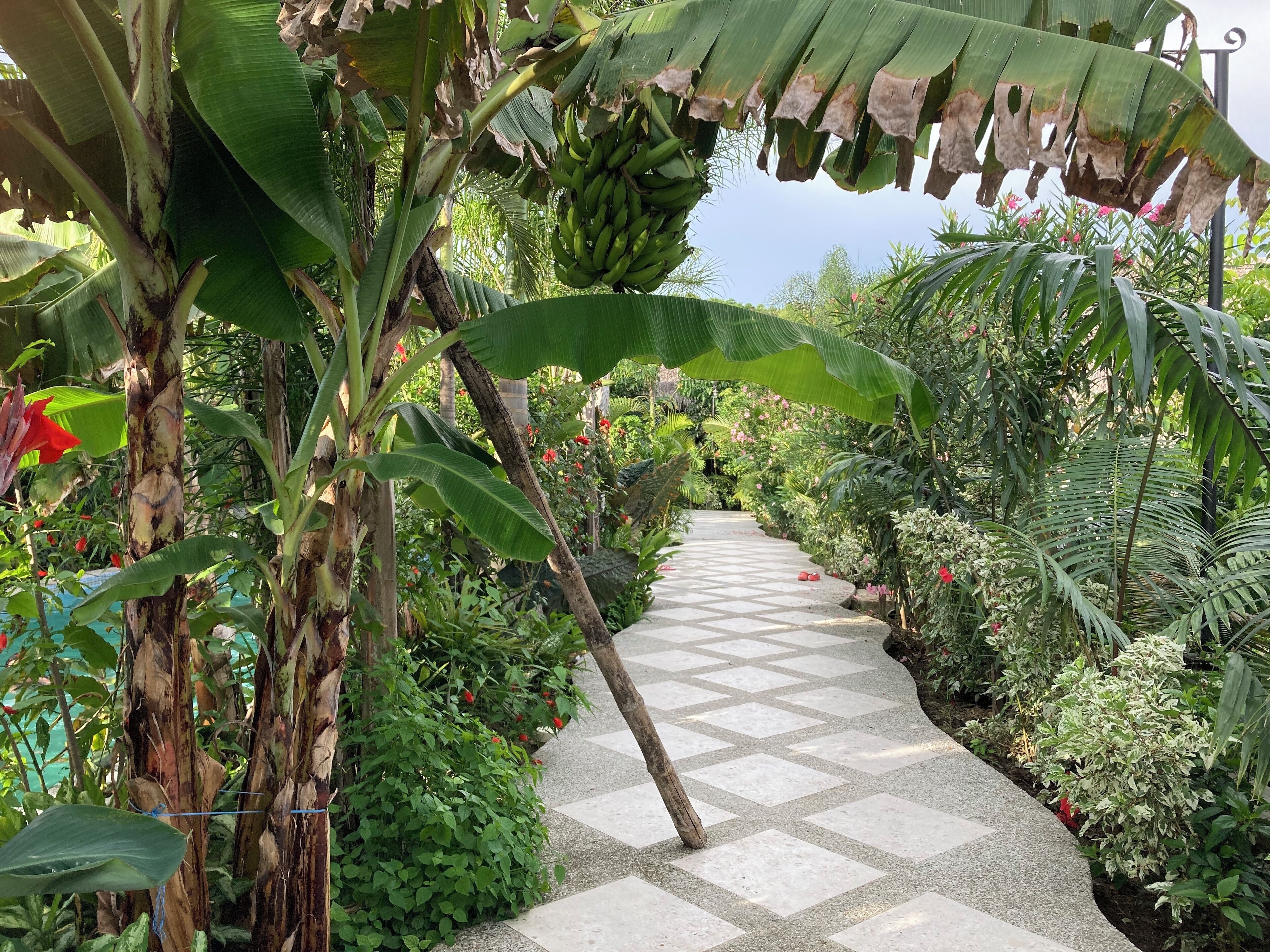 A garden pathway surrounded by lush greenery and banana plants.