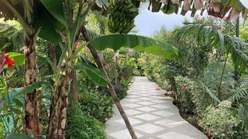 A garden pathway surrounded by lush greenery and banana plants.