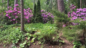 Zona boscosa con abundante vegetación y grupos de flores rosadas.