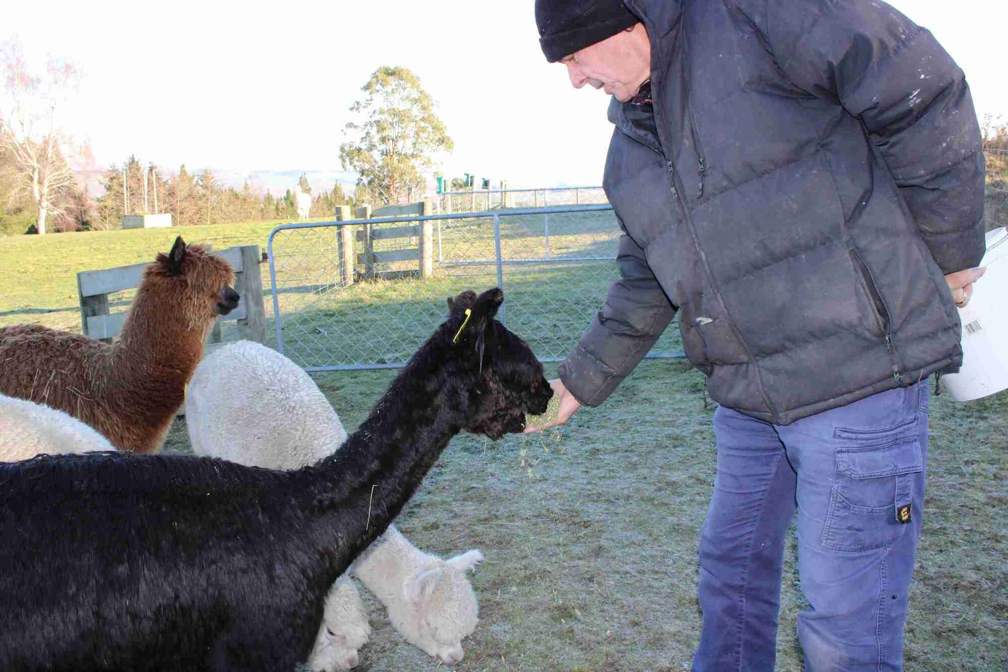 Une personne nourrit des lamas dans un espace clos, avec un champ herbeux et des arbres en arrière-plan.