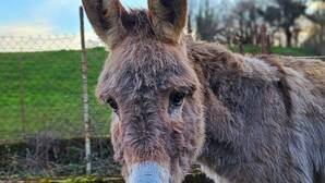 A close-up of a donkey's face with a blurred background of a fence and greenery. - La Grange Padirac (Padirac)