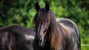 A horse with a dark coat and a mane with reddish-brown highlights. - La Grange Padirac (Padirac)