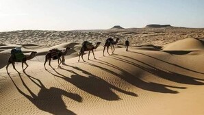 A group of camels with riders in a desert landscape. - Douz Trek (Douz Sud)