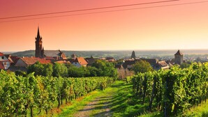 A vineyard path leading to a town with historic buildings and a prominent church tower.