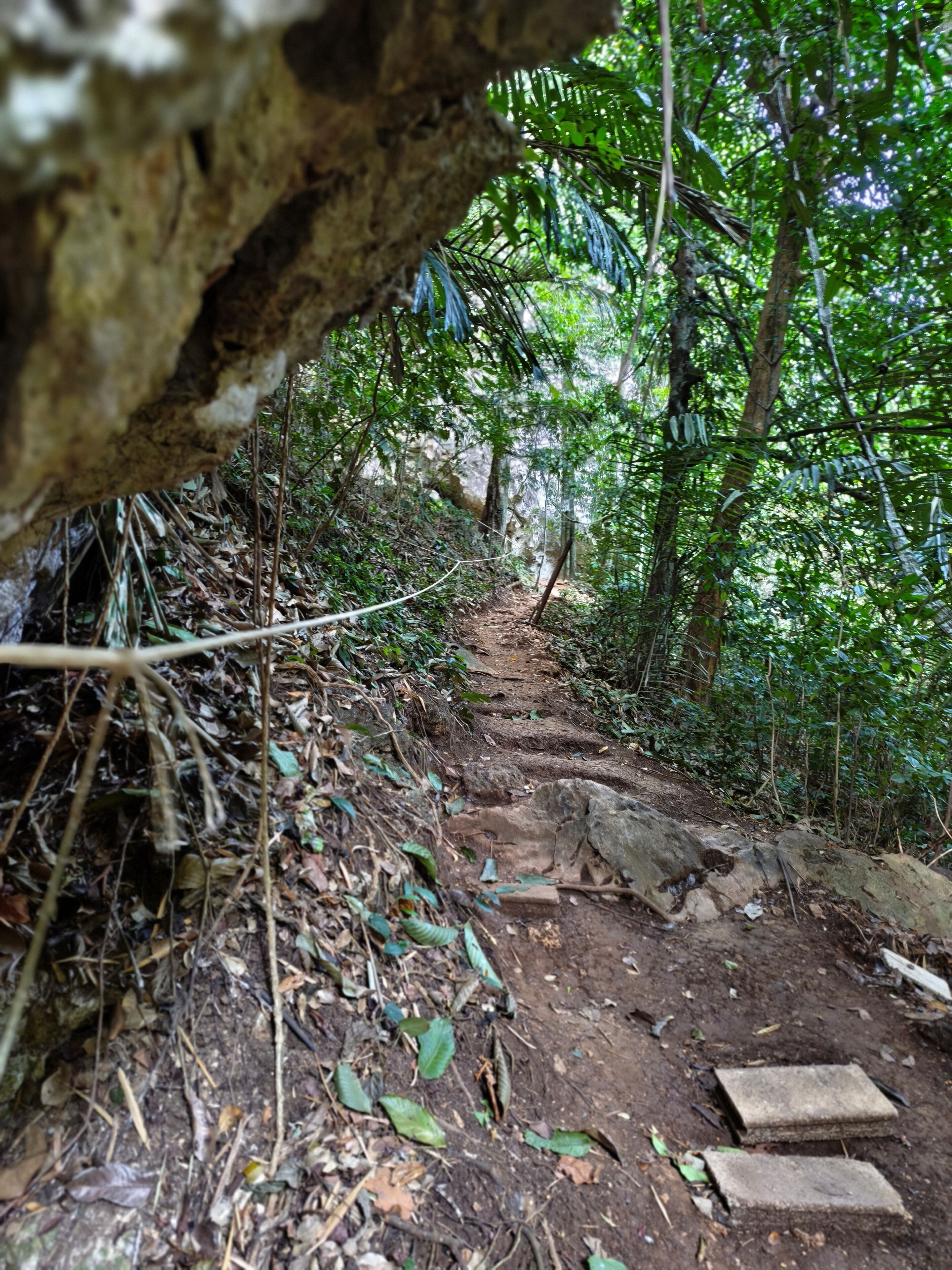 A forested hiking trail with a rocky path and steps.