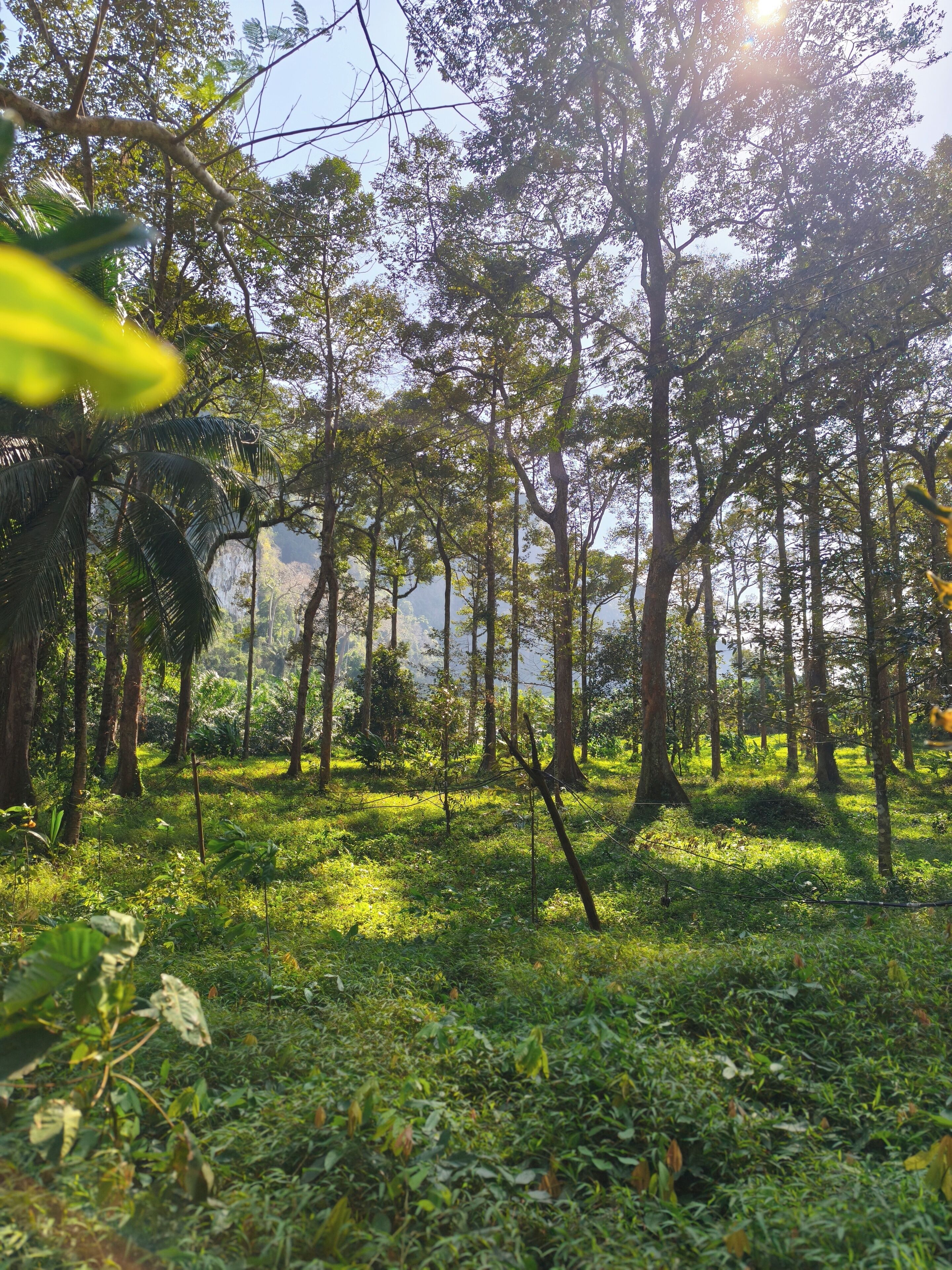 A dense forest with tall trees and a grassy ground.