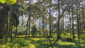 A dense forest with tall trees and a grassy ground.