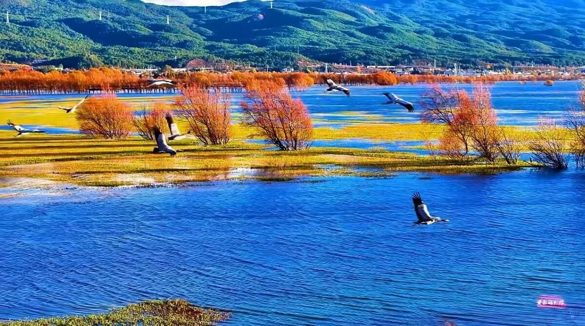 Una vista panorámica de un lago con árboles y aves.