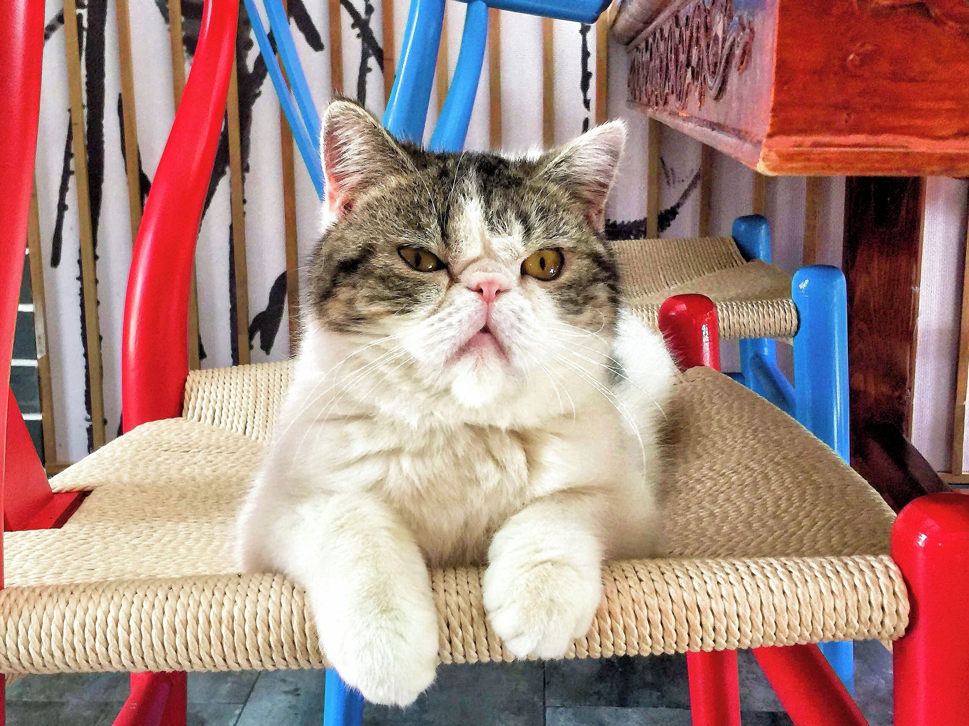 Un gato sentado en una silla trenzada con patas metálicas rojas y azules.