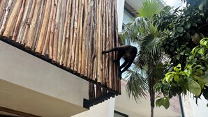 A building with a bamboo wall, a window, and a palm tree. - VILLA ESCONDIDA - RIVIERA MAYA - LUXURY HOME WITH HIGH QUALITY DESIGN (Cancún)