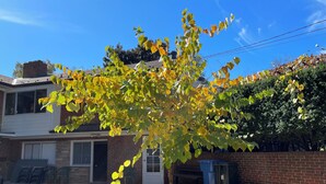 A residential area with a tree in the foreground, a brick house, and a garage door. - Room with Two DB Beds, Bathroom, Fridge, MW, TV, Wifi - 1 guest 64, 2 guests 120 (Silver Spring)