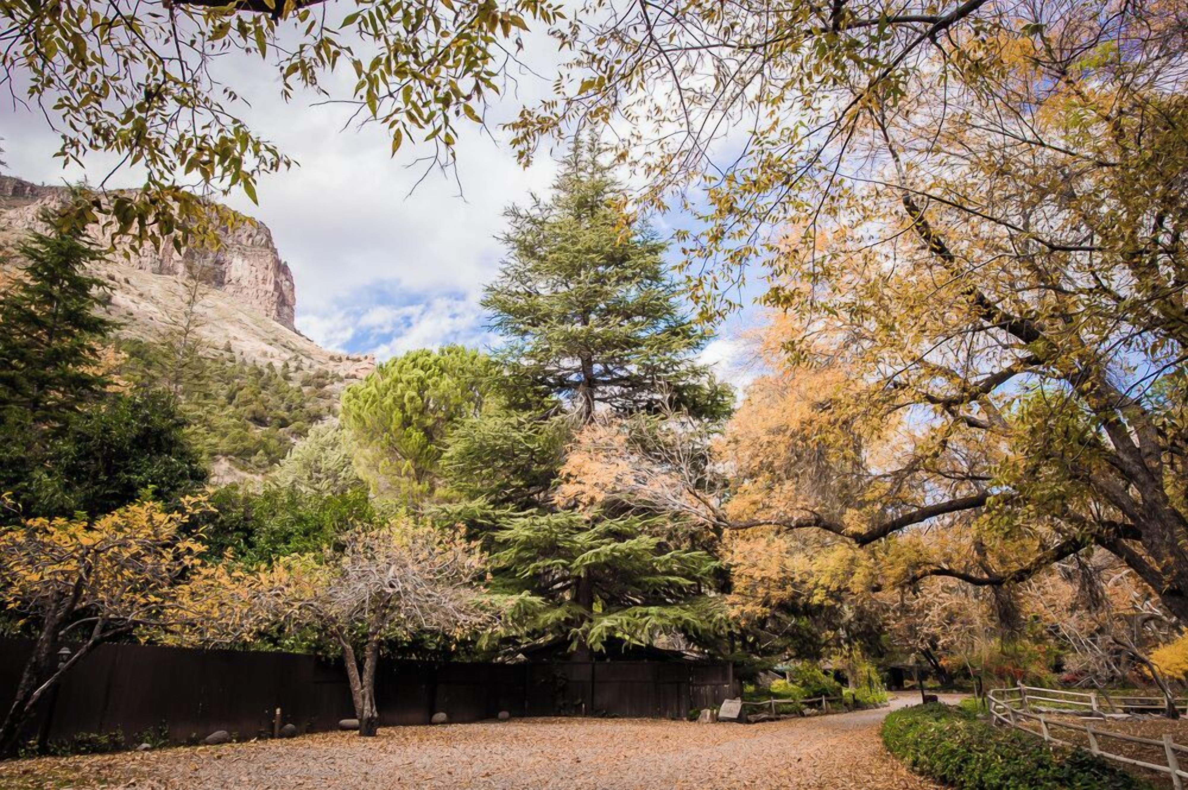 A natural landscape with a variety of trees, a rocky cliff, and a wooden fence.