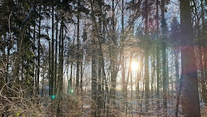 Ein Wald mit hoch aufragenden Bäumen und durchstrahlendem Sonnenlicht.