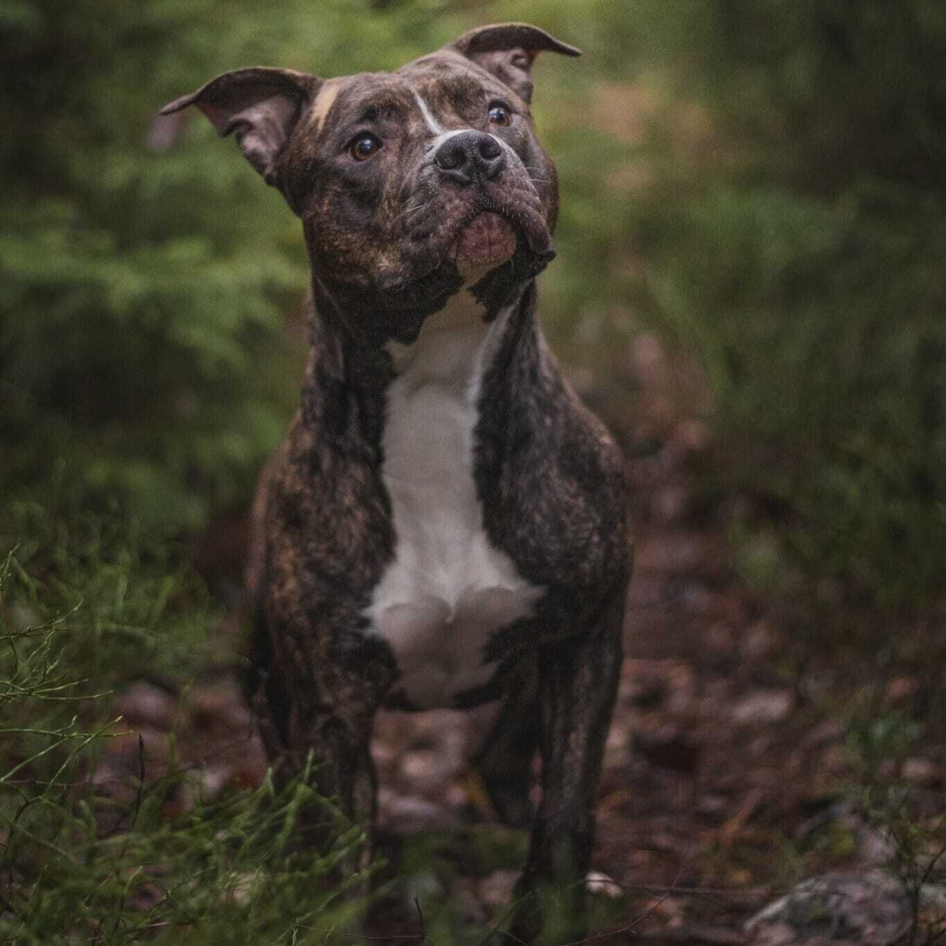 A dog standing in a natural setting with greenery and a path.