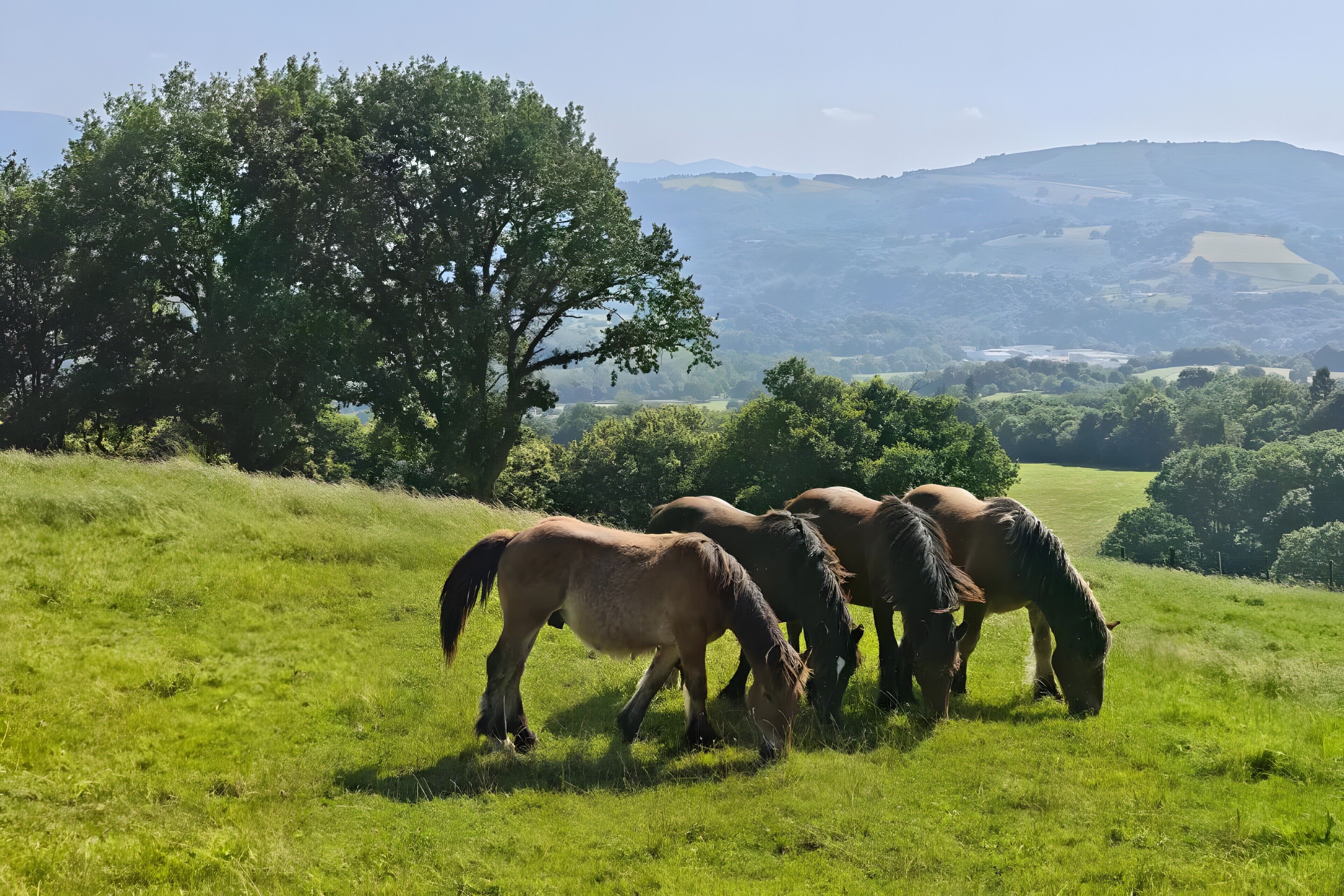 Un campo cubierto de hierba con caballos pastando, un árbol grande y un paisaje montañoso al fondo.