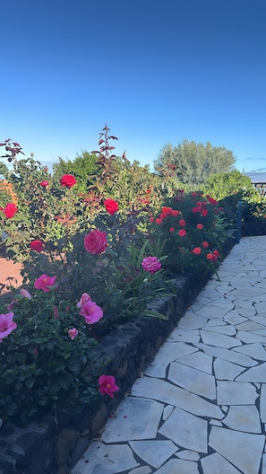 Un jardin avec un chemin en pierre.