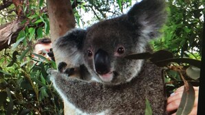 A koala with its young clinging to its back, surrounded by dense green foliage. - Sydney City Extra Large furnished Apartment  (Haymarket)