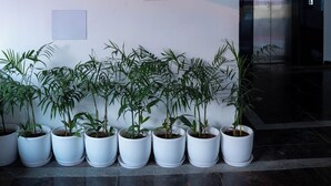 A hotel sign for the Orange Hotel on the 3rd floor, with potted plants in front. - Hotel Orange (Bhubaneshwar)
