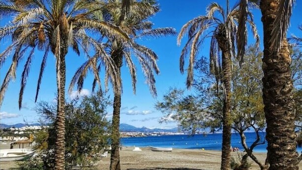 Una playa con palmeras y una vista despejada del océano.